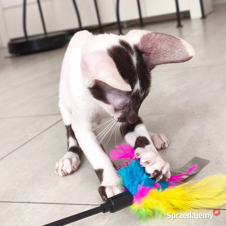 Cornish Rex kocurek arlekin gotowy do odbioru Słupsk