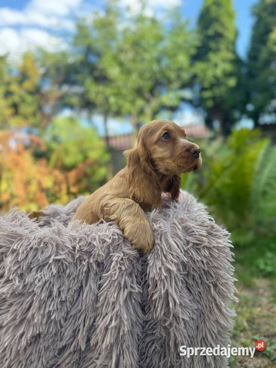 Cocker spaniel angielski Piesek Rodowód