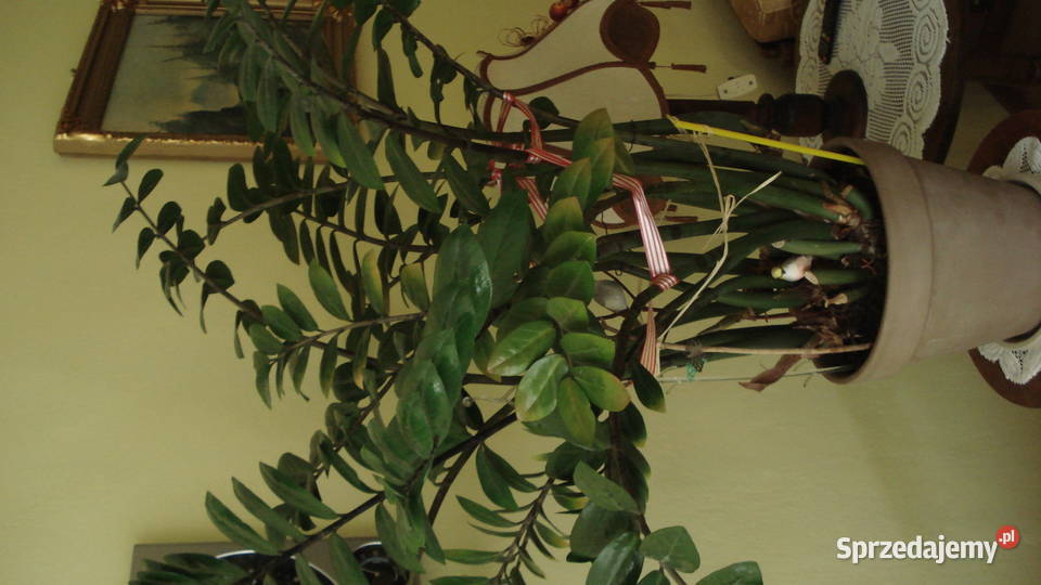 Zamiokulkas roślina doniczkowa sprzedam Łódź