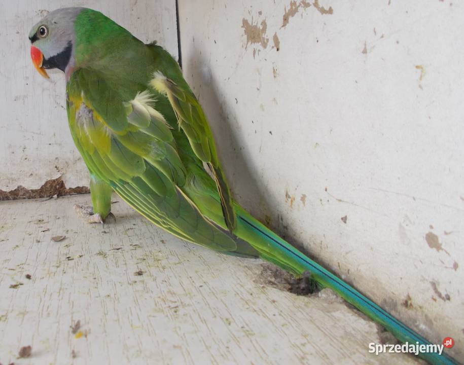 Aleksandretta różowopierśna Kościan