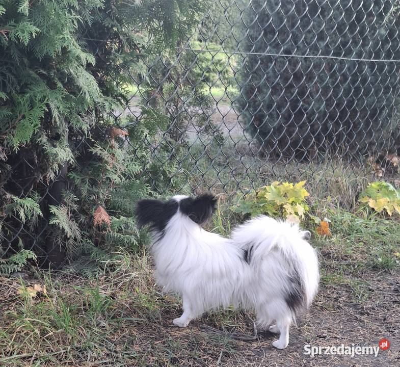 Spaniel kontynentalny Papilon łódzkie Łask