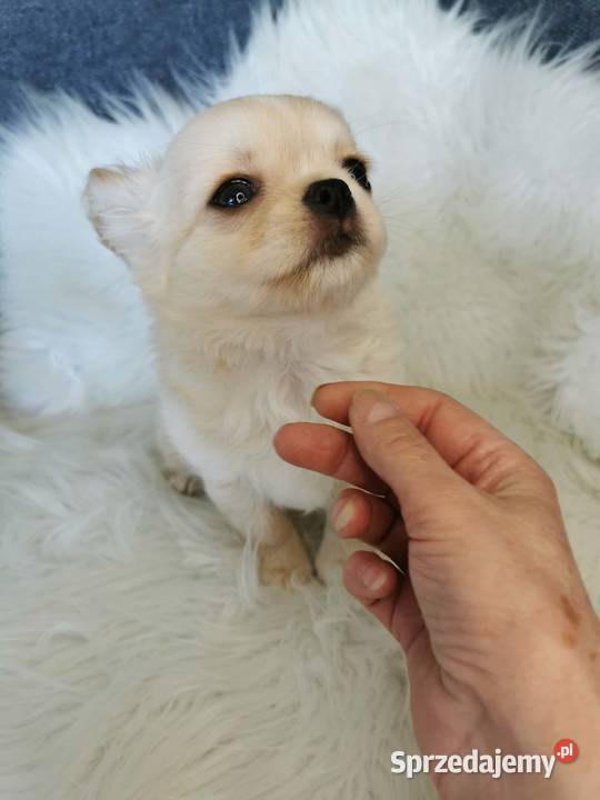 Chłopcy Chihuahua ZKwP FCI Chihuahua