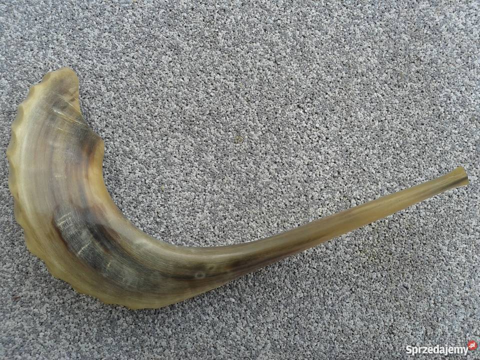 Szofar róg Ram Skierbieszów