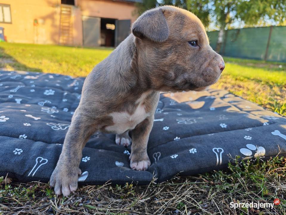 Szczeniak Amstaff Chełm