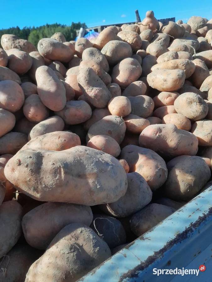 Ziemniaki czerwone belleroza i Lawenda Pozostałe sprzedam