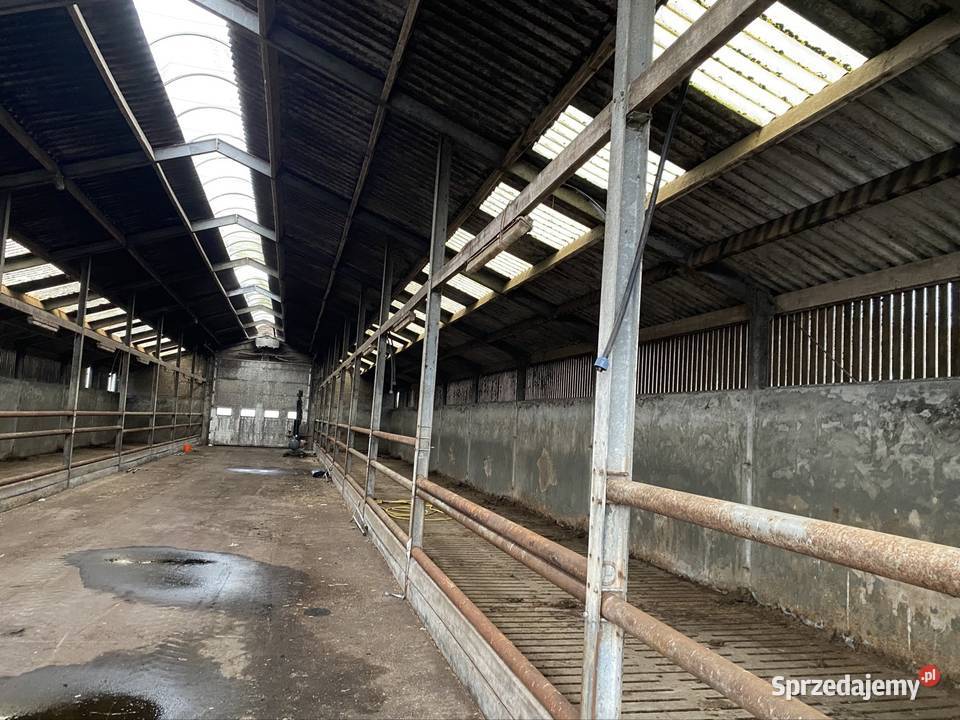 Hala stalowa obora Zambrów