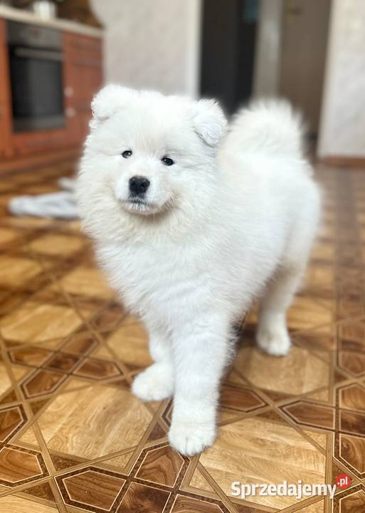 Samoyed FCI szczenięta gotowe do odbioru