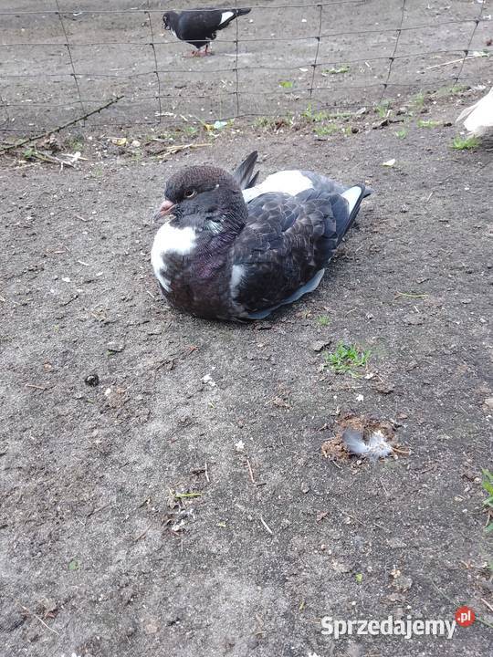 mam na sprzedaż gołębie kingi
