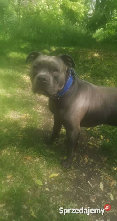 Piękne amstaffy blue Radom