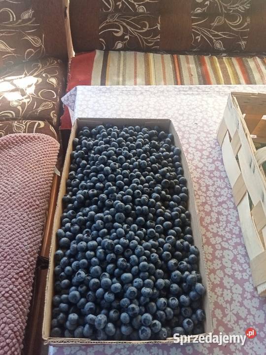 Borówka amerykańska Owoce sprzedam