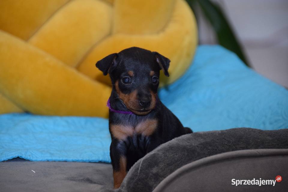 Szczenięta Pinczer Miniaturowy ZKWP fci Łochów sprzedam