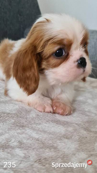 Cavalier z rodowodem piesek blenheim
