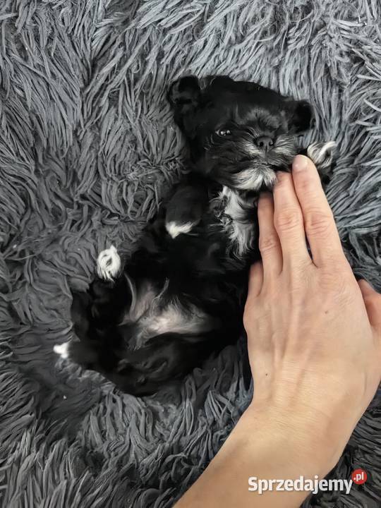York Black piesek malutki piękny rodowód