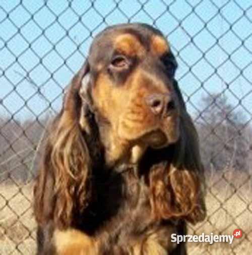 Cocker Spaniel AngielskiHodowla Kluczbork