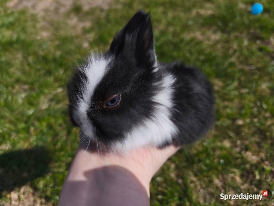 Królik miniaturka karzelek Teddy podlaskie Mońki