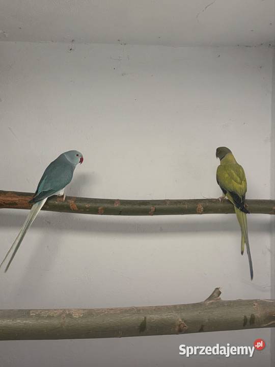 Papugi Aleksandretty obrożne opalin go para Stęszew sprzedam