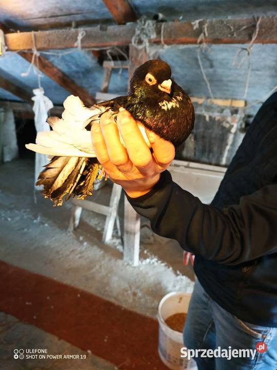 Gołębie zamojskie górnolotne lubelskie Płoskie