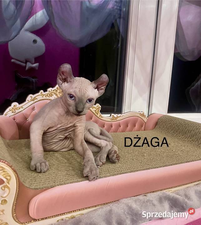Sfinks elf księżniczki łyse Rodowód Zawiercie sprzedam