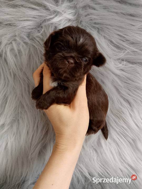Piękny czekoladowy piesek rasy ShihTzu