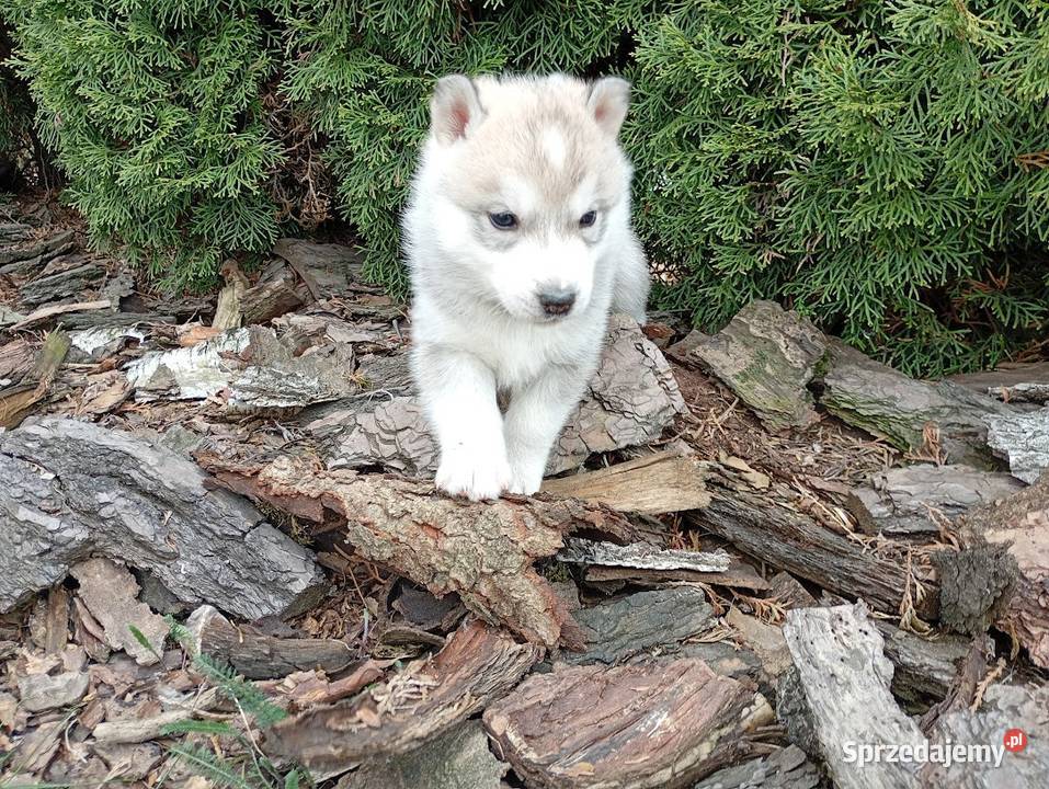 SIBERIAN HUSKY BOY Racibórz sprzedam