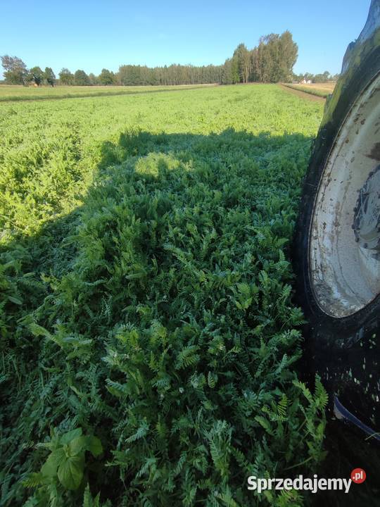 Seradela na poplonybadz na paszę Zduńska Wola