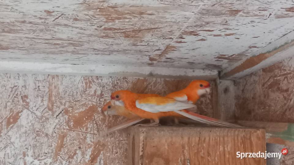 Rozelle królewskie Ptaki Tuszyn