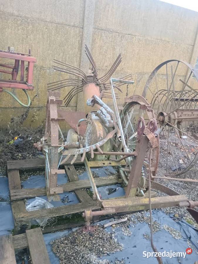 Kopaczka gwiazdowa Kopaczki Niemienice