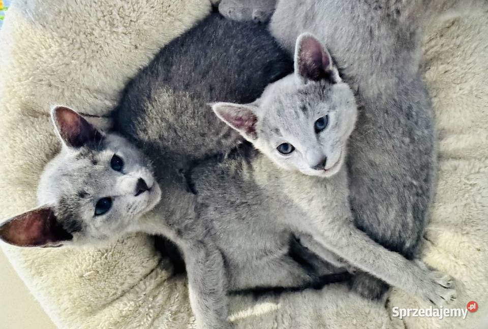 Koty rosyjskie niebieskie Gniezno