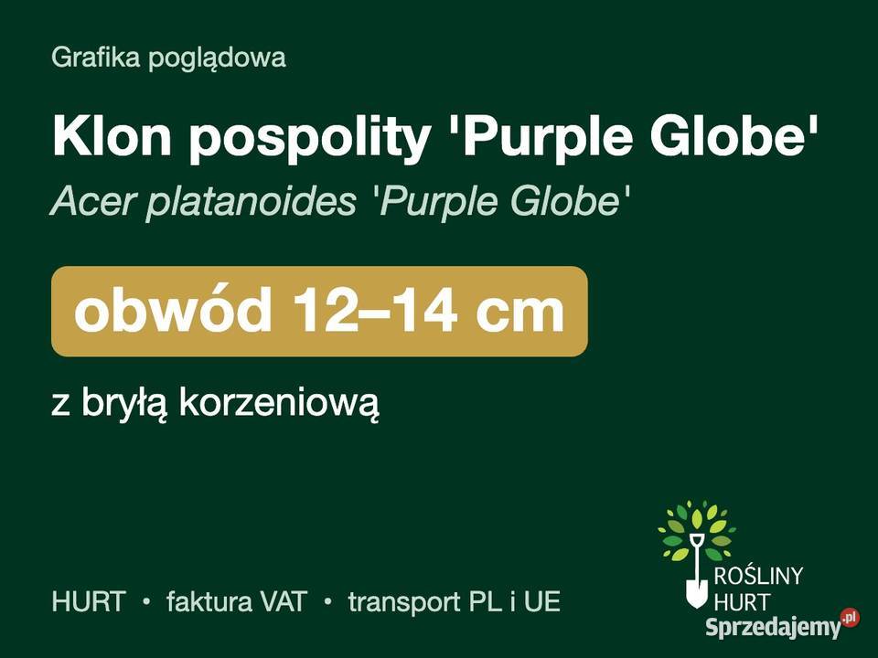 Klon pospolity Purple Globe obwód 1214 z bryłą