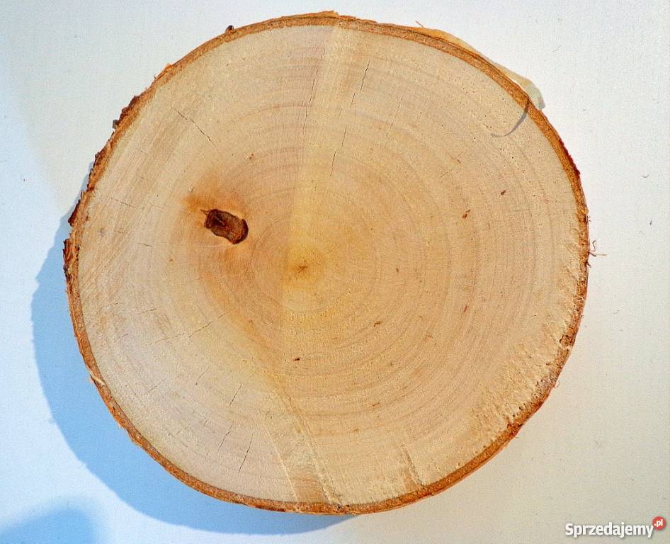 Plastry drewniane brzoza 1012 Krążki gr2 Rybnik