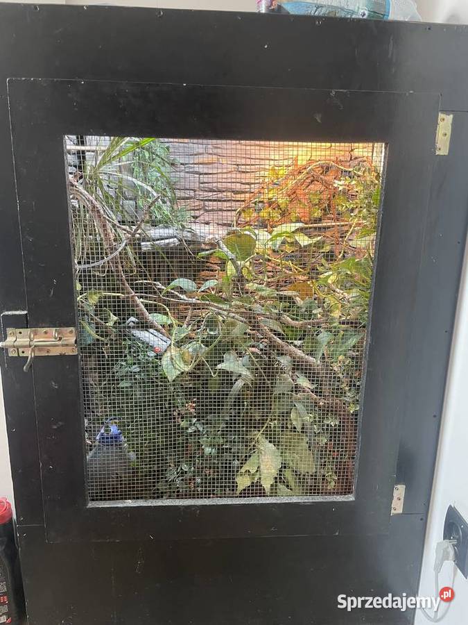 Terrarium kameleongekonfelsuma Przemyśl