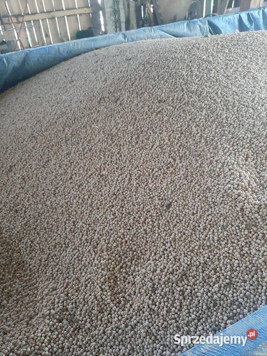 Groch Batuta na siew poplon paszę gołębi Błędowa Tyczyńska