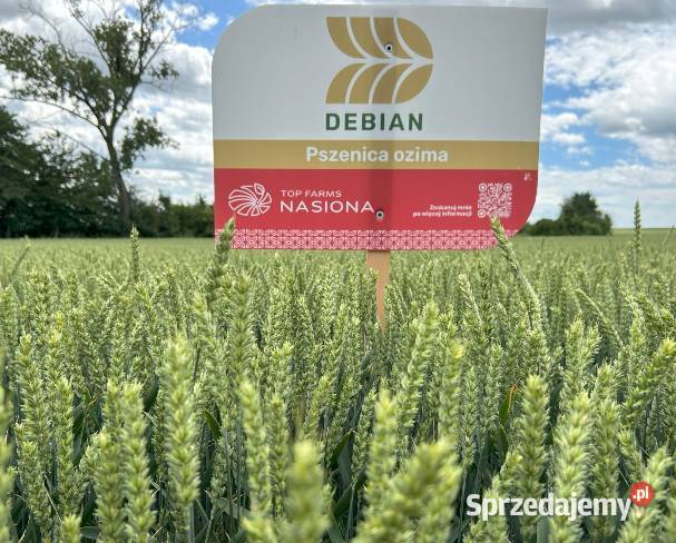 Pszenica DEBIAN odmiana chlebowa B wydajna Golub-Dobrzyń