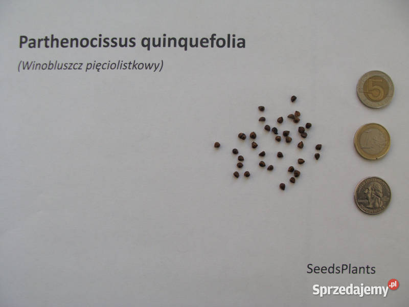 WINOBLUSZCZ Parthenocissus quinquefolia NASIONA Lubanie