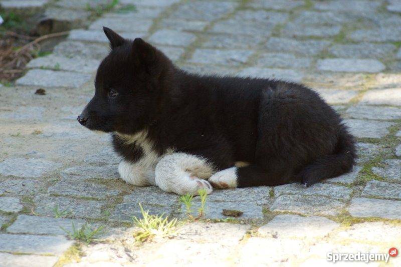 Karelski pies na niedźwiedzie szczeniaki Psy Cybinka