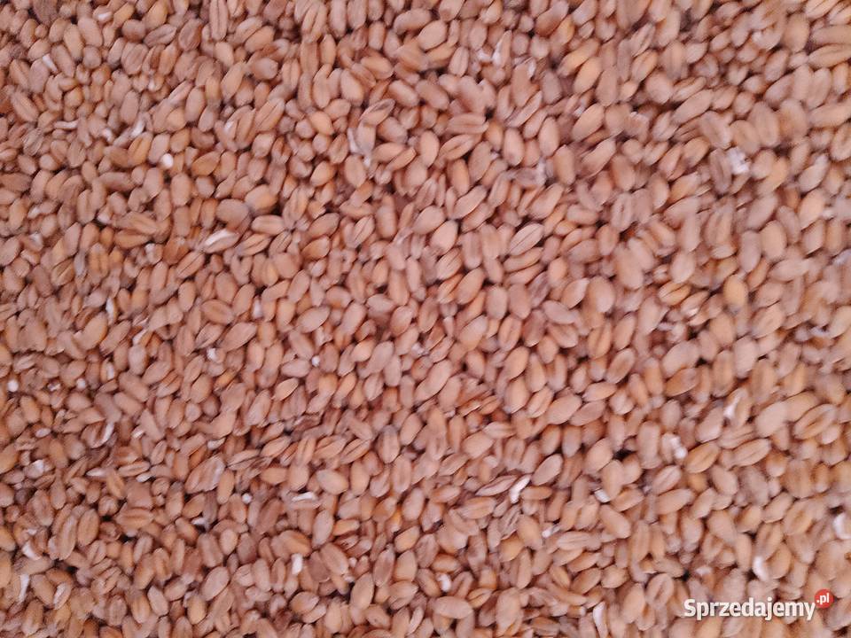 Eko pszenica kur pszenżyto jęczmień Zboża Dębnica