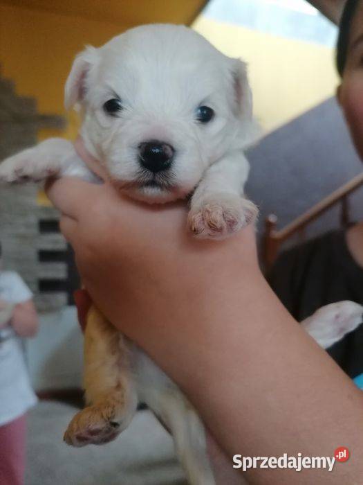 Przepiękne maltańczyki z rodowodem Mysłowice