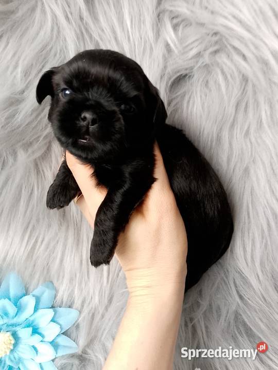 Piękny czarny piesek rasy ShihTzu Namysłów