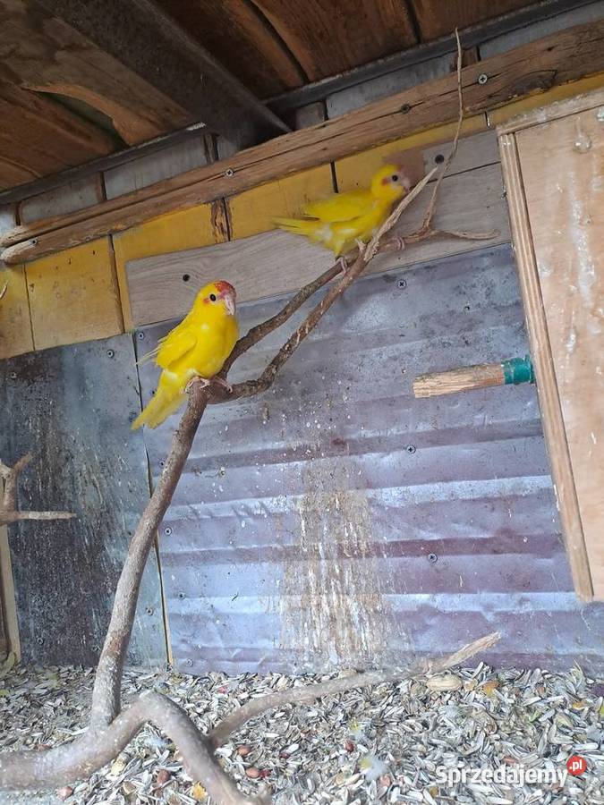 sprzedam papugi kozy