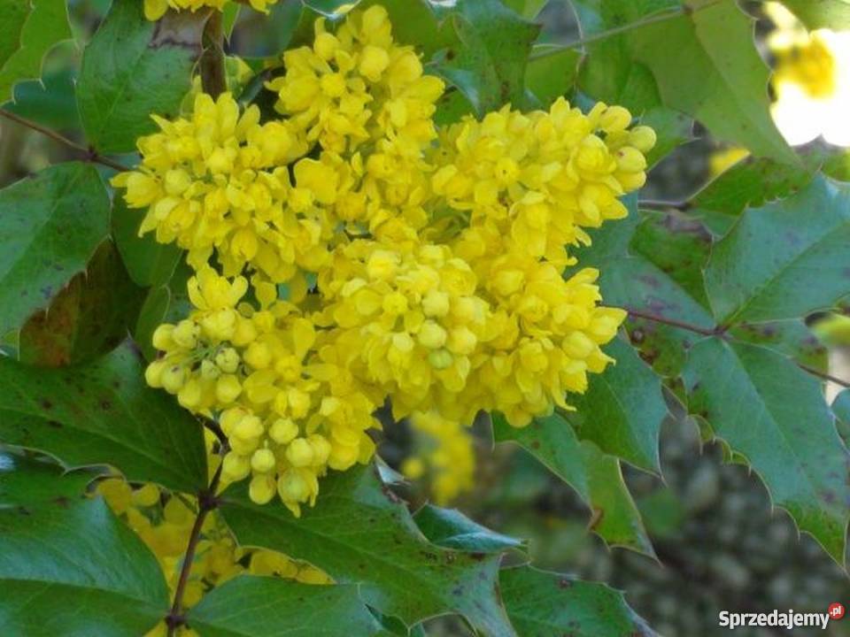 Machonia dorodne krzaki do 70 wys