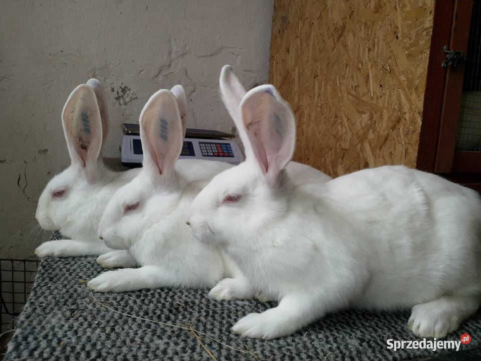 Króliki Termondzkie TB mięsne rodowód Wołomin