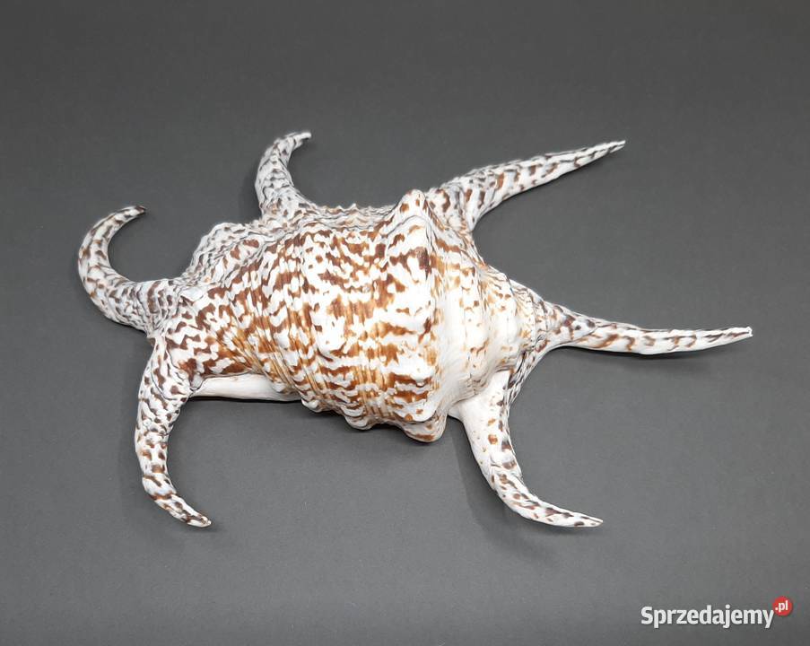 Muszla Szponiatka Duża lubelskie Lublin