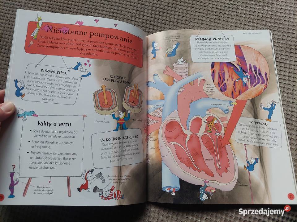 National Geographic Małe Mózgofalki poznają Kraków