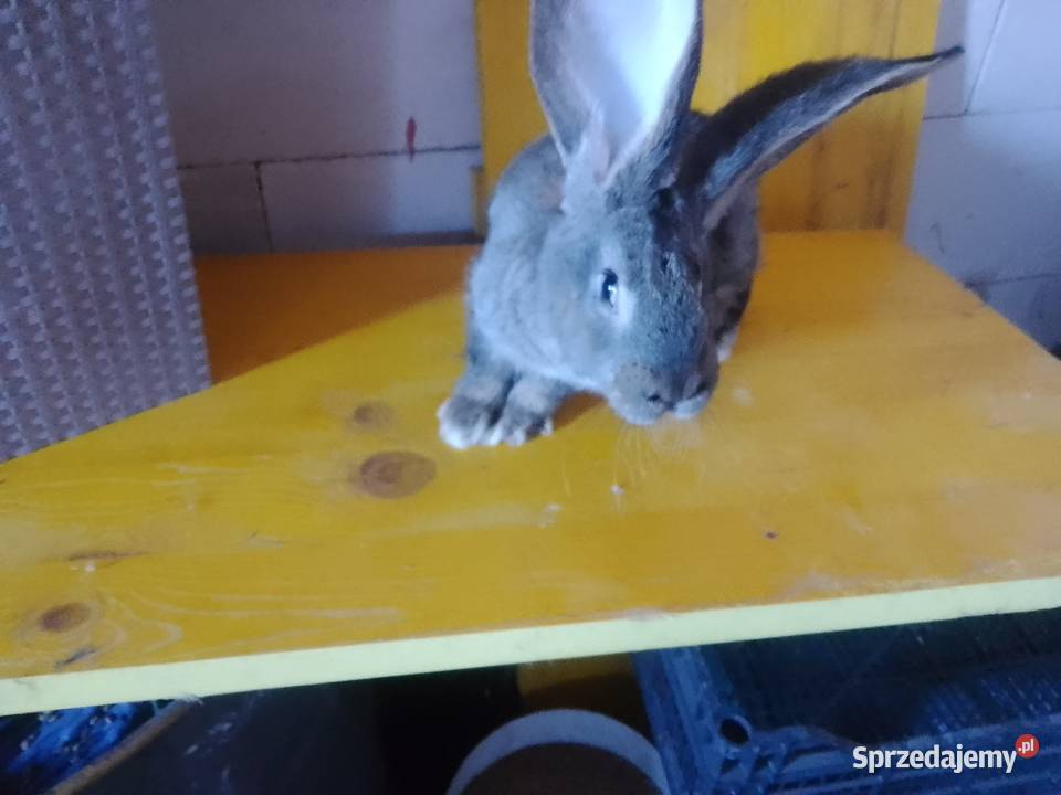 Sprzedam króliki olbrzym belgijski Szymbark