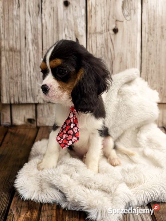 BENJI Piesek Cavalier King Charles Spaniel małopolskie Limanowa