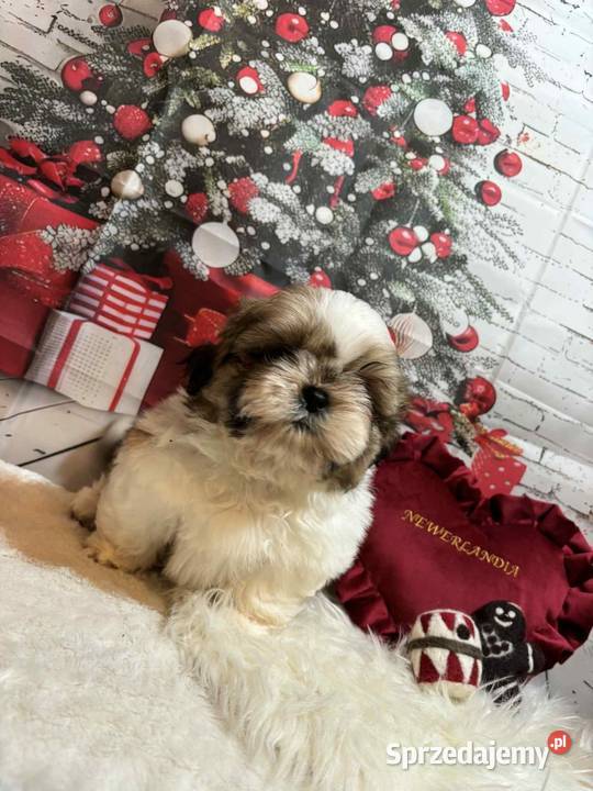 ShihTzu przepiękny gotowy do odbioru Shih Tzu Strzelce Opolskie