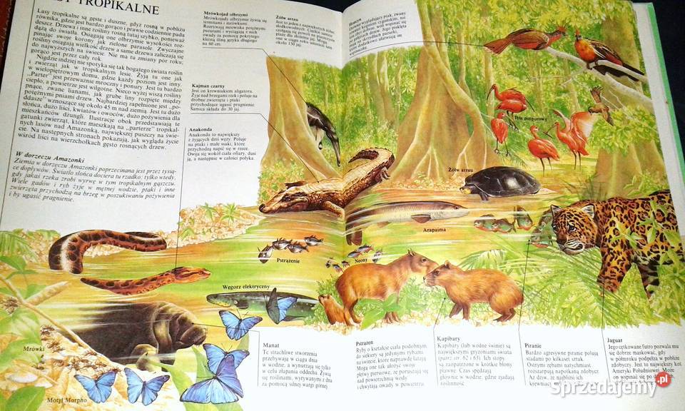 W świecie zwierząt John Feltwell Chełm