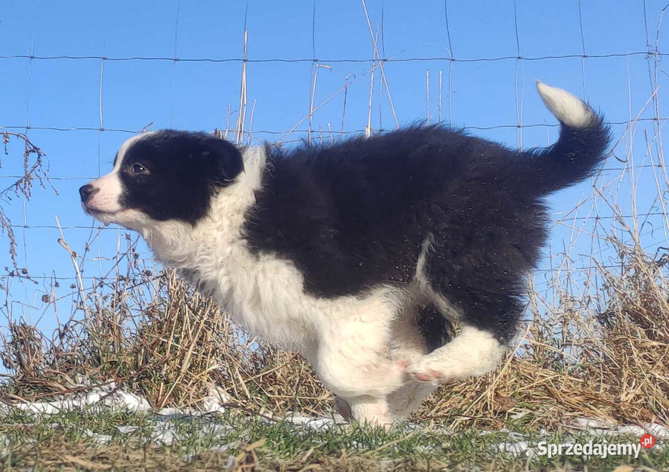 BORDER COLLIE piękna suka z Hodowli Szczenię z