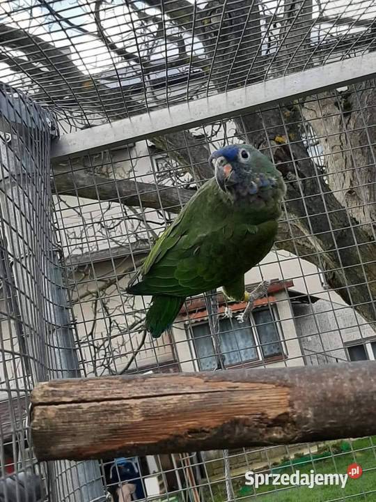 Piony niebieskogłowe 25r Ptaki Skała sprzedam