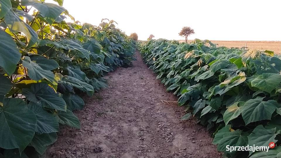 Paulownia shan tong drzewo tlenowe paszport Łopiennik Górny sprzedam